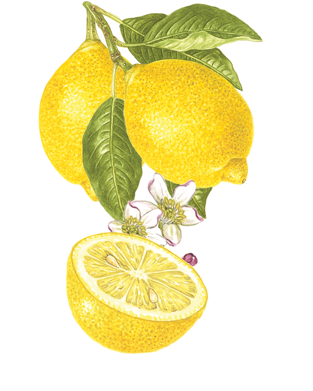 Lemon Sparkling Water WYLD CBD